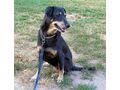 Sandy NOTFALL �sterreich - Mischlingshunde - Bild 8