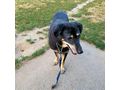 Sandy NOTFALL �sterreich - Mischlingshunde - Bild 9