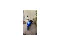 Soco Cux Eco 45 - Motorr�der - Bild 4