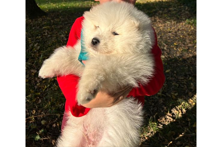 Samojede VERMITTLUNGSVERKAUF - Rassehunde - Bild 1