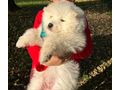 Samojede VERMITTLUNGSVERKAUF - Rassehunde - Bild 1