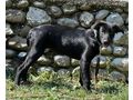 Sarah IHR Leben bereichern - Mischlingshunde - Bild 3