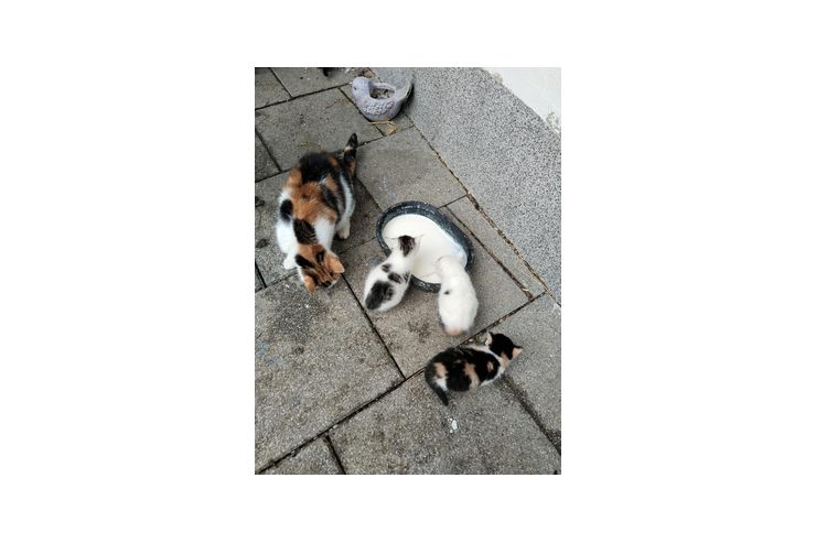 S��e Babykatzen - Mischlingskatzen - Bild 1