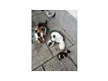 S��e Babykatzen - Mischlingskatzen - Bild 1