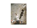 S��e Babykatzen - Mischlingskatzen - Bild 2