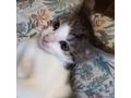Babykatze STELLA verschenken - Mischlingskatzen - Bild 2