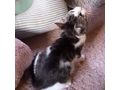 Babykatze STELLA verschenken - Mischlingskatzen - Bild 3