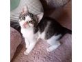 Babykatze STELLA verschenken - Mischlingskatzen - Bild 5