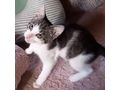 Babykatze STELLA verschenken - Mischlingskatzen - Bild 6