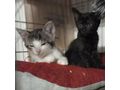 Babykatze STELLA verschenken - Mischlingskatzen - Bild 7