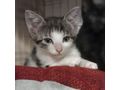 Babykatze STELLA verschenken - Mischlingskatzen - Bild 8