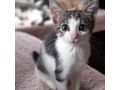 Babykatze STELLA verschenken - Mischlingskatzen - Bild 9