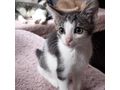 Babykatze STELLA verschenken - Mischlingskatzen - Bild 10