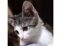 Babykatze STELLA verschenken - Mischlingskatzen - Bild 1