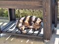 Katze - Mischlingskatzen - Bild 1
