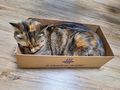 Katze - Mischlingskatzen - Bild 2