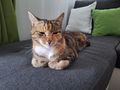 Katze - Mischlingskatzen - Bild 3