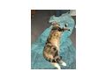 Katze - Mischlingskatzen - Bild 4