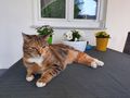 Katze - Mischlingskatzen - Bild 5