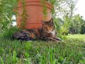 Katze - Mischlingskatzen - Bild 6
