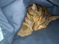 Katze - Mischlingskatzen - Bild 7