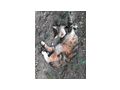Katze - Mischlingskatzen - Bild 8