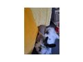 Zwei Kaninchen abzugeben - Kaninchen & Hasen - Bild 1