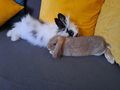 Zwei Kaninchen abzugeben - Kaninchen & Hasen - Bild 2