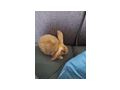 Zwei Kaninchen abzugeben - Kaninchen & Hasen - Bild 3