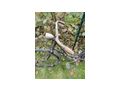 WAFFENRAD - Citybikes, Hollandr�der & Cruiser - Bild 3