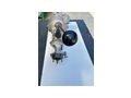 Gearbox Fiat 1100 B - Getriebe - Bild 5