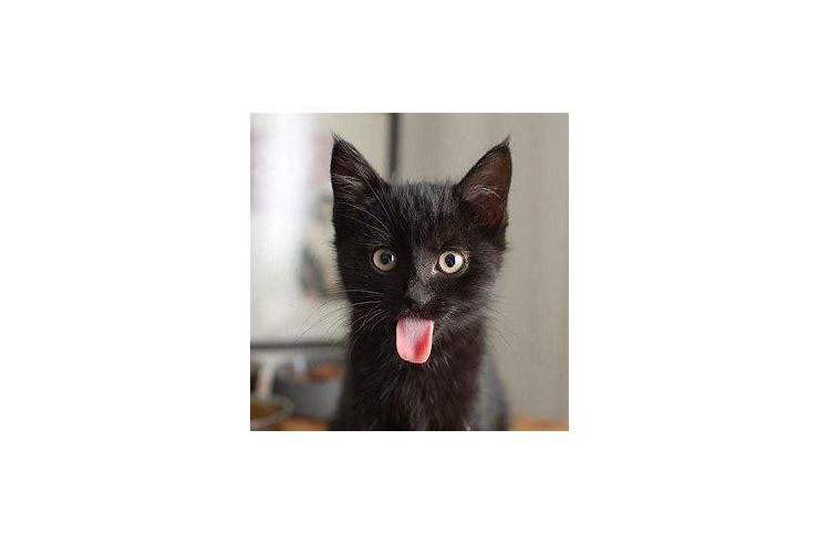 Vergebe Verspielte Katzenbabys - Mischlingskatzen - Bild 1