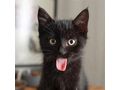Vergebe Verspielte Katzenbabys - Mischlingskatzen - Bild 1