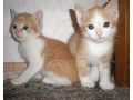 Vergebe Verspielte Katzenbabys - Mischlingskatzen - Bild 2