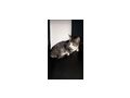 Katze - Mischlingskatzen - Bild 1