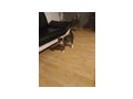 Katze - Mischlingskatzen - Bild 2