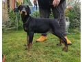 Dobermannwelpen Papieren FCI Ahnentafel - Rassehunde - Bild 2