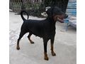 Dobermannwelpen Papieren FCI Ahnentafel - Rassehunde - Bild 16