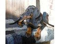 Dobermannwelpen Papieren FCI Ahnentafel - Rassehunde - Bild 1