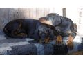 Dobermannwelpen Papieren FCI Ahnentafel - Rassehunde - Bild 12