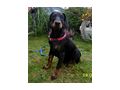 Dobermannwelpen Papieren FCI Ahnentafel - Rassehunde - Bild 3