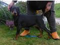 Dobermannwelpen Papieren FCI Ahnentafel - Rassehunde - Bild 4
