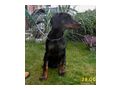 Dobermannwelpen Papieren FCI Ahnentafel - Rassehunde - Bild 5