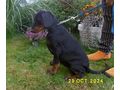 Dobermannwelpen Papieren FCI Ahnentafel - Rassehunde - Bild 6