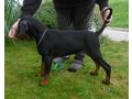 Dobermannwelpen Papieren FCI Ahnentafel - Rassehunde - Bild 7