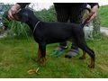 Dobermannwelpen Papieren FCI Ahnentafel - Rassehunde - Bild 8
