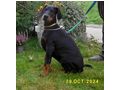 Dobermannwelpen Papieren FCI Ahnentafel - Rassehunde - Bild 9