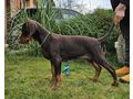 Dobermannwelpen Papieren FCI Ahnentafel - Rassehunde - Bild 10