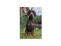 Dobermannwelpen Papieren FCI Ahnentafel - Rassehunde - Bild 11