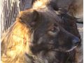 Erol w�nscht Zuhause IHNEN - Mischlingshunde - Bild 3